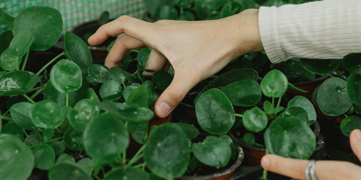 A person tending to plants, symbolizing growth, care, and the nurturing of potential.